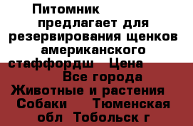 Питомник KURAT GRAD предлагает для резервирования щенков американского стаффордш › Цена ­ 25 000 - Все города Животные и растения » Собаки   . Тюменская обл.,Тобольск г.